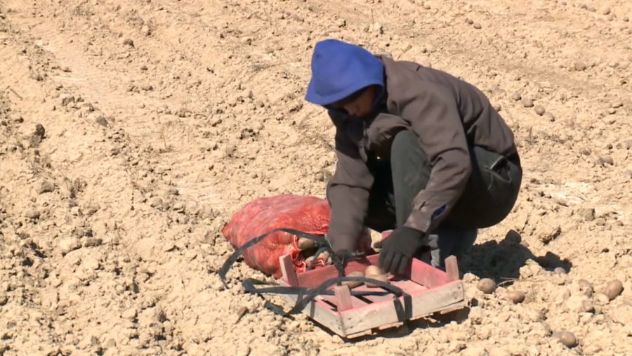 Атырау облысының шаруалары су үнемдеу технологиясын қолданады