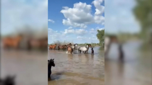 300 лошадей спасли из плена реки Жайык в Атырауской области