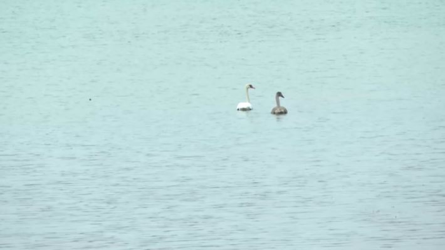Редкое явление: лебеди решили зимовать в Павлодаре