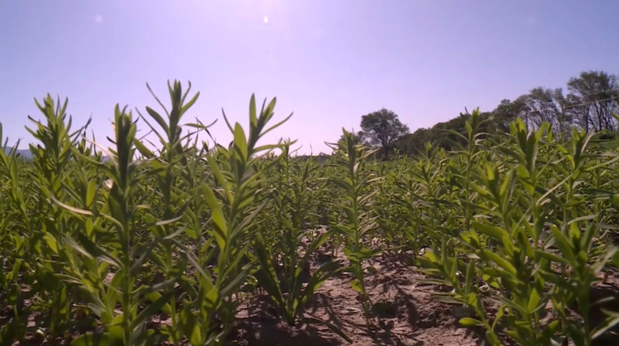 Лён впервые сеют в Жетысу