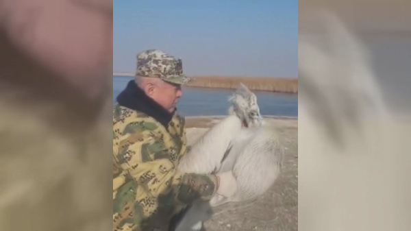 Пеликана спасли экологи в Мангистауской области