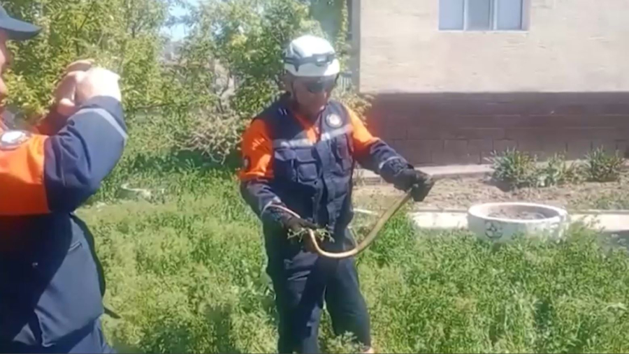 Шымкентте жылан қаптады