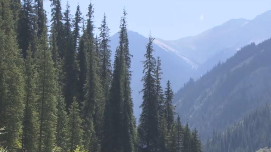 В сфере лесного хозяйства трудятся 17 тысяч человек