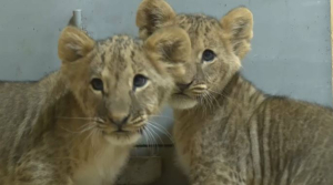 В зоопарке Шымкента показали новорожденных львят