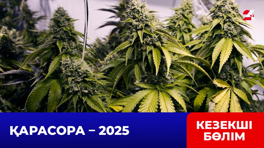 Заңсыз айналымнан 11 тоннадан астам есірткі алынды