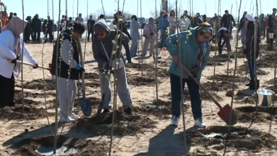 В Конаеве в рамках экоакции посадили 3 тысячи деревьев