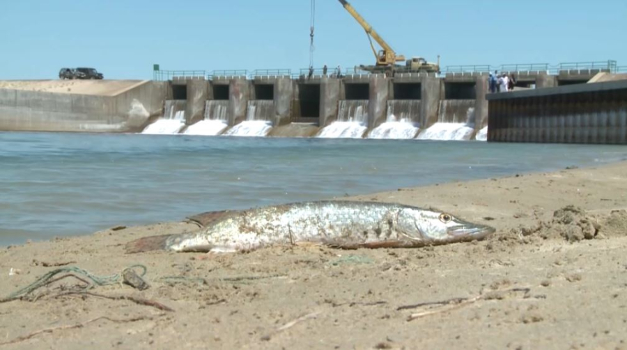 Сарапшылар аймақтық экосаммит жайлы пікір қосты