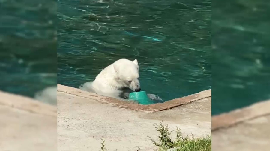 Алматы зообағы аптап ыстықта жануарларды қар мен су бүріккіш арқылы қорғайды