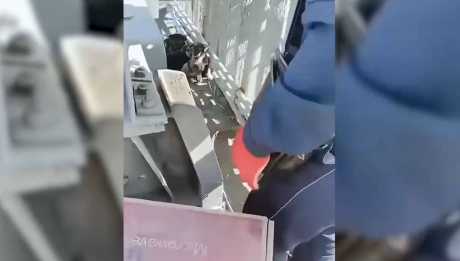 Семейлік полицейлер күшіктерді құтқарып қалды