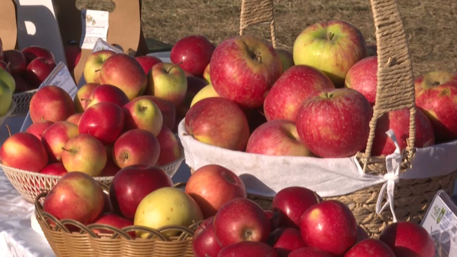 Талғар ауданында Мичурин бағының іргетасын қалаудың салтанатты рәсімі өтті