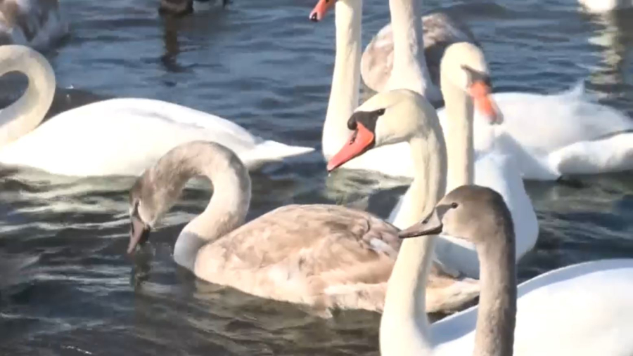 Қаракөлге қоқиқаздар оралды