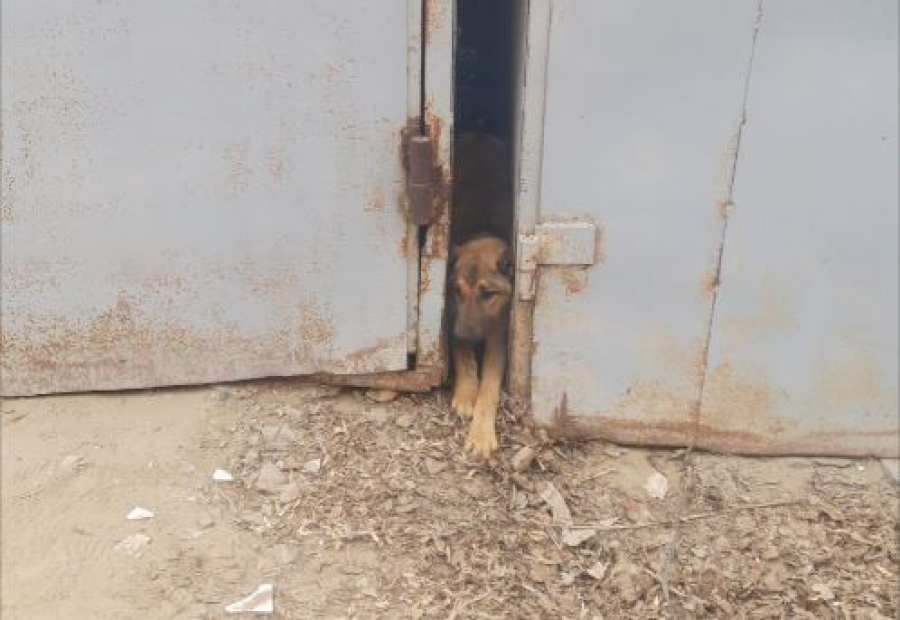 Сотрудники МЧС спасли застрявшую между гаражами собаку