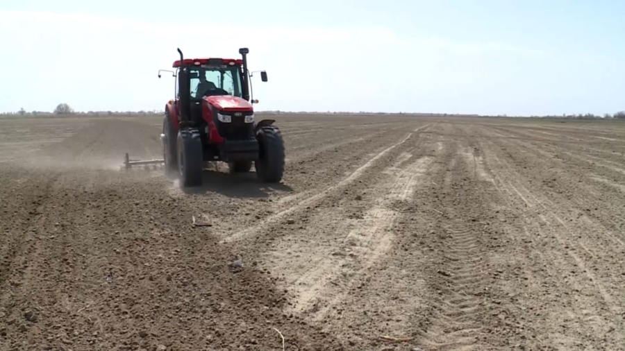 Посев сахарной свеклы начался в Жетысу