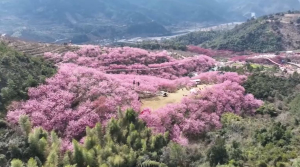Сакура зацвела в Китае