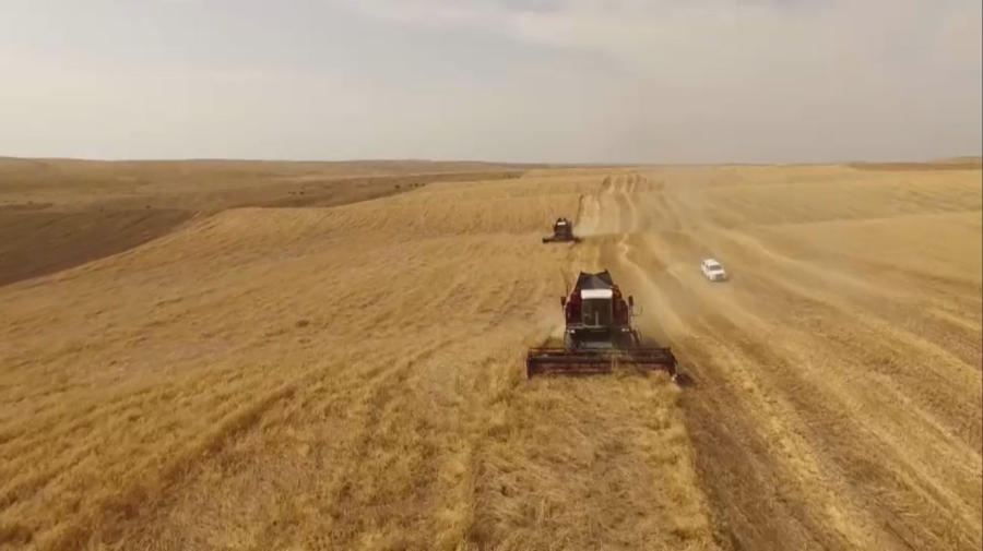 Елімізде егін ору науқанының қарқыны артты