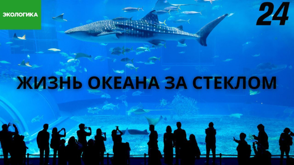 Океан за стеклом: как ихтиологи Астаны разводят стаи медуз и строят коралловые рифы