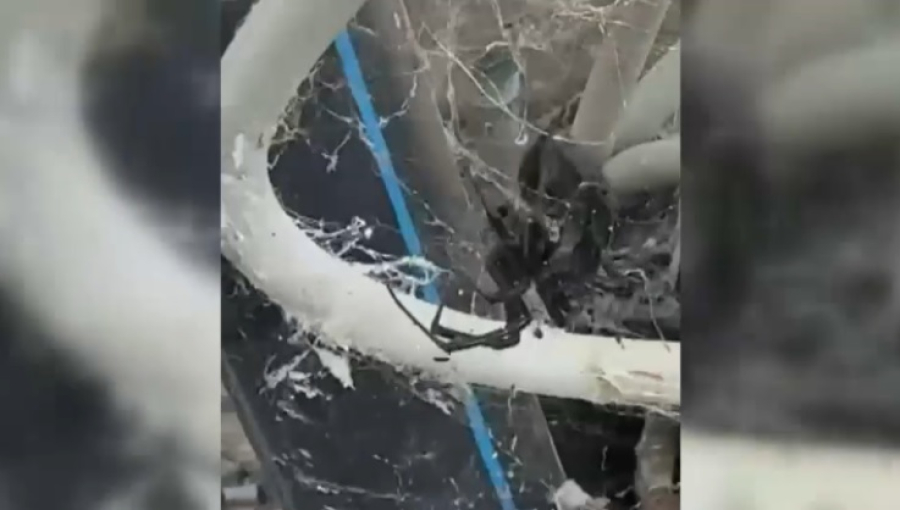 Борьбу с нашествием каракуртов начали в Индерском районе