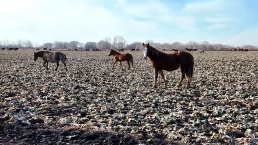 Территорию пастбищ в СКО намерены расширить