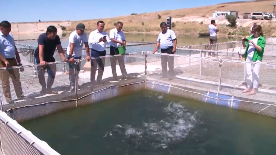 Түркістан облысында үш жылда 91 балық шаруашылығы ашылды