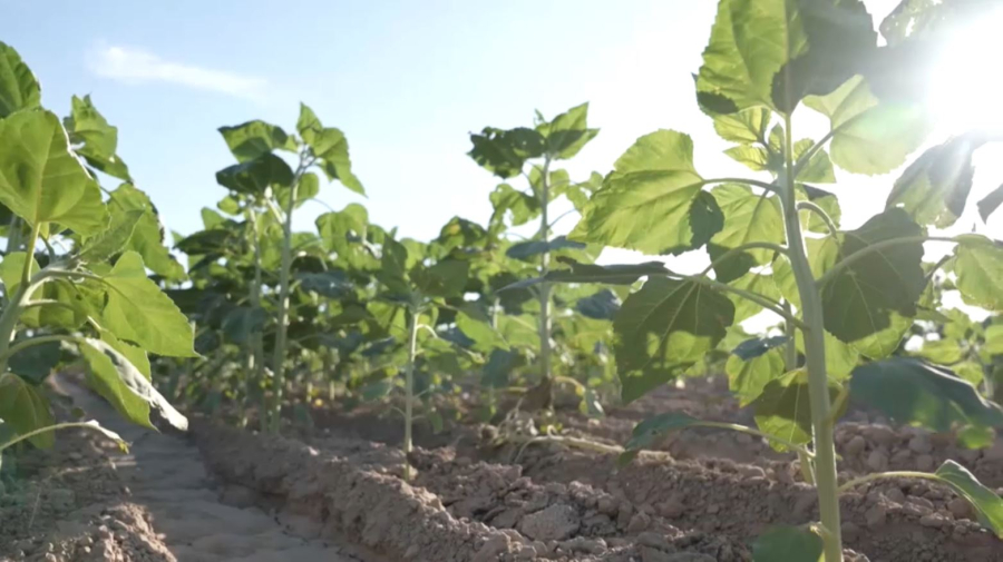 Түркістан облысының шаруалары мақтаның орнына күнбағыс өсіре бастады