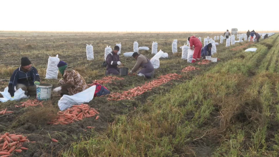 Атырау облысында ауыл тұрғындары күзгі терімге жұмылды