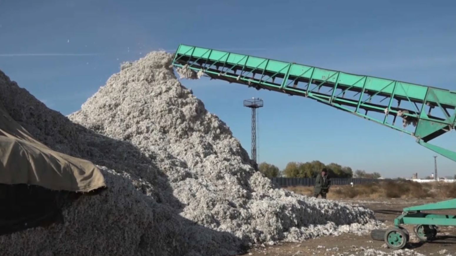 Түркістан облысында мақта терімі аяқталды