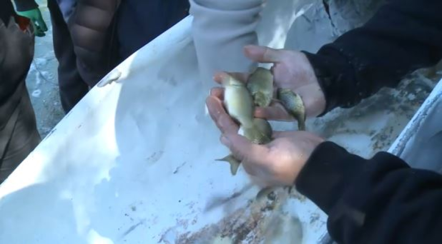 Зарыбление реки Илек провели в Актобе