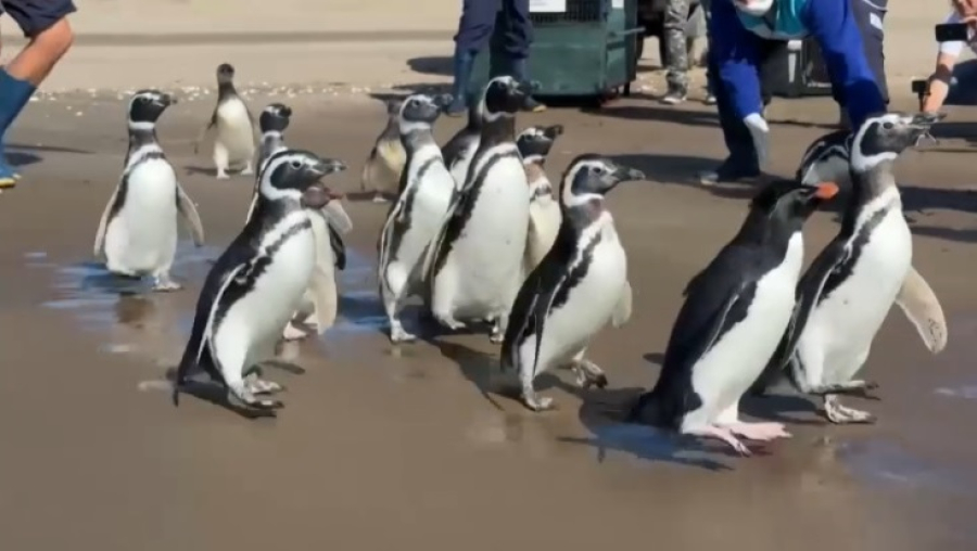 15 спасенных пингвинов вернули в дикую природу