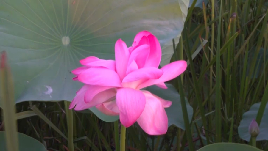 Атырау облысында лотос фестивалі басталды