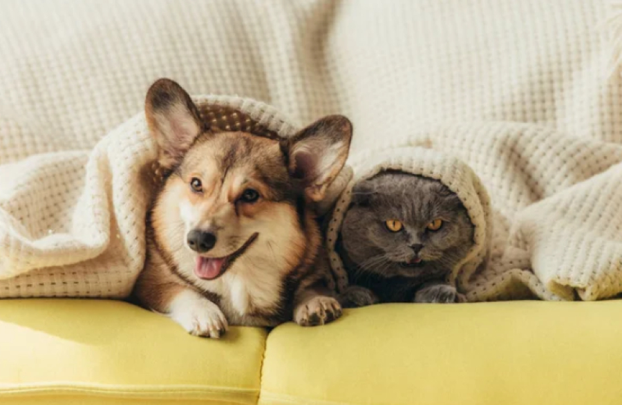 Сколько казахстанцы тратят на уход за домашними питомцами