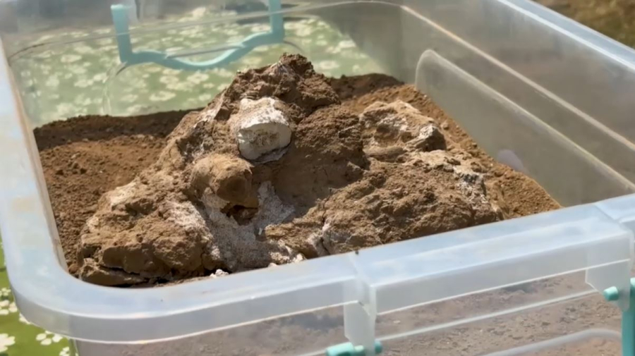 Археологи нашли челюсть древнего евразийца в Грузии