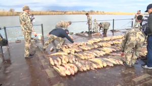 Перспективы развития рыбной промышленности в Казахстане
