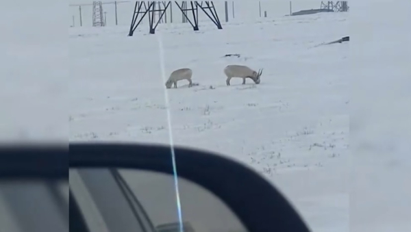 В окрестностях Жезказгана появились сайгаки