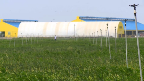 Посевы риса сократят в Кызылординской области