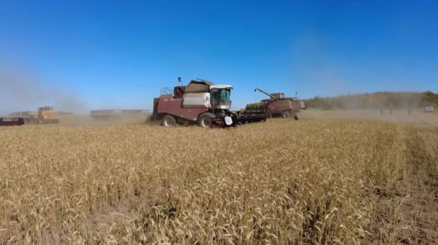 Қостанай облысында биыл астық өнімділігі жылдағыдан жоғары