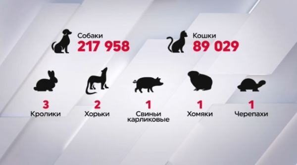 307 тысяч животных чипировали в Казахстане