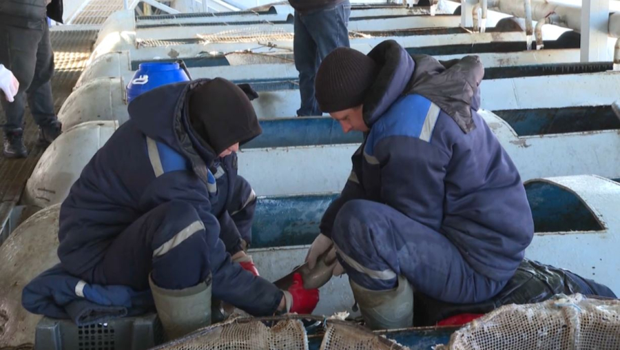 Еуроодаққа балық экспорты 11% азайды