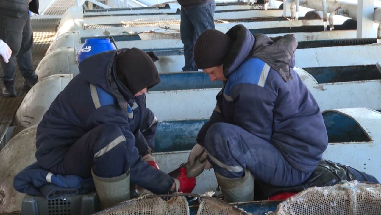 Еуроодаққа балық экспорты 11% азайды