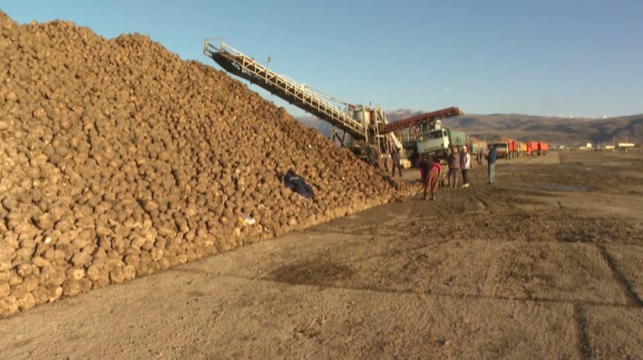 Еліміздегі қант зауыттары 225 мың тонна қызылша қабылдады