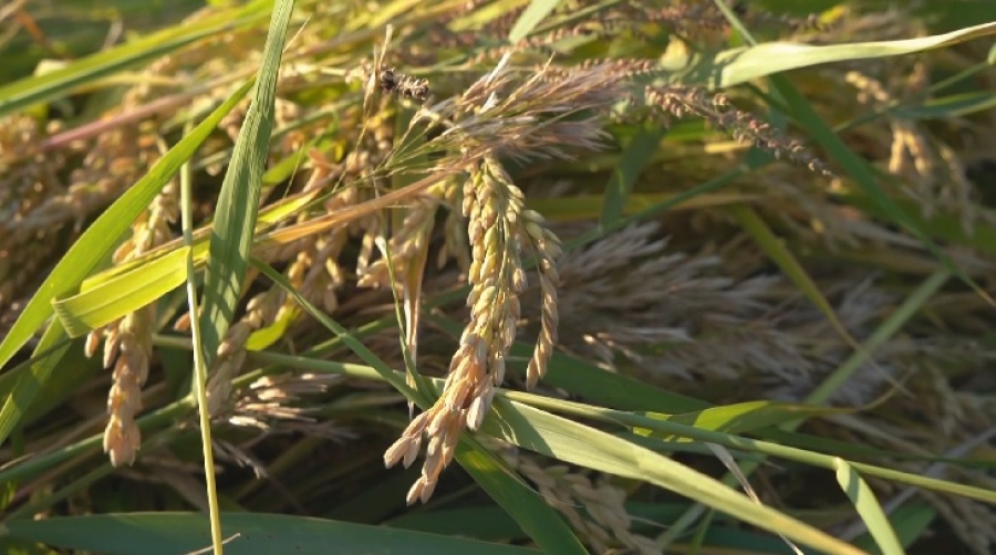 Қызылорда облысында күріш егу алқабы қысқарады