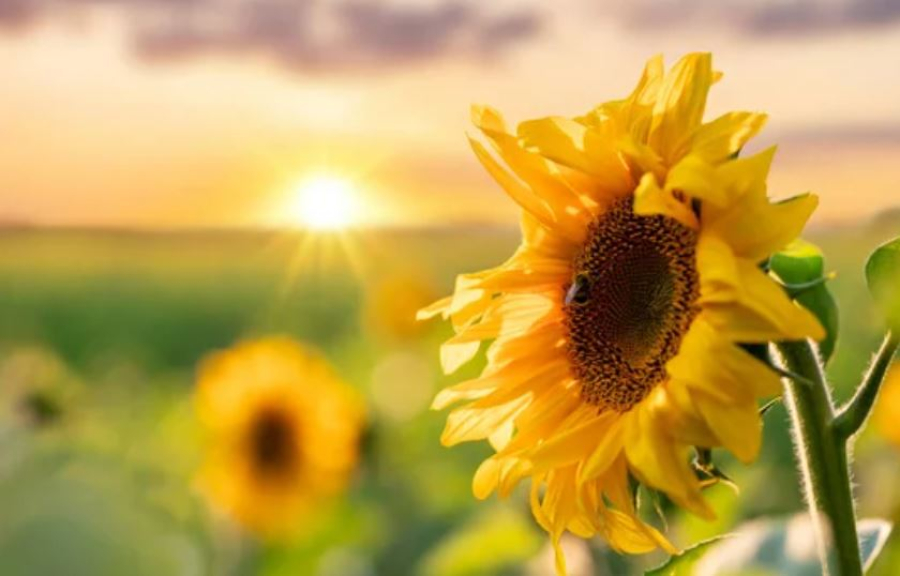 Прием заявок на страхование масличных культур от засухи продолжается до 30 апреля