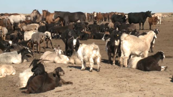 Сельскохозяйственная перепись стартует в Казахстане 1 августа