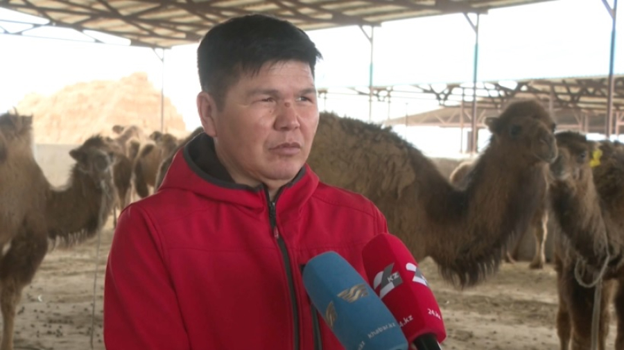 Выпуск сухого верблюжьего молока наладят в Кызылординской области