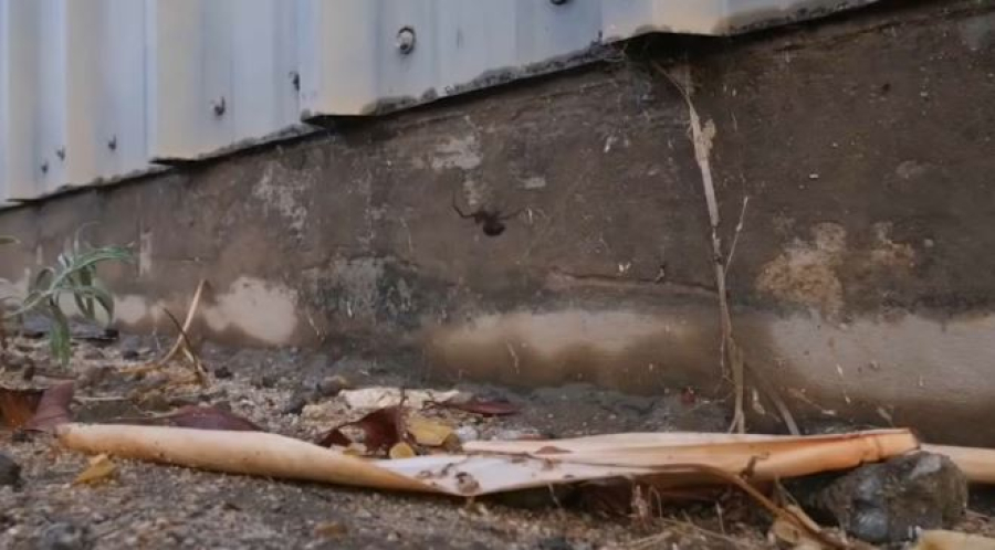 Пять человек пострадали от укусов каракурта в Шымкенте