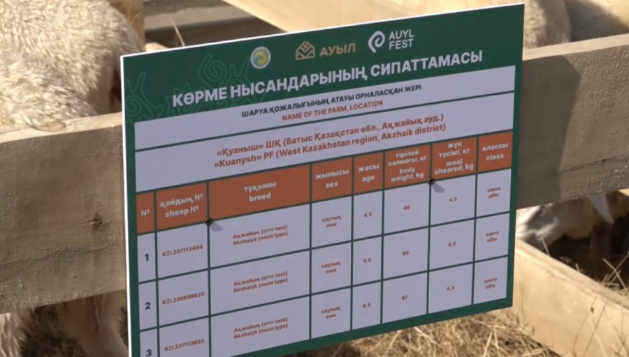 Оралда қой шаруашылығын дамытуға арналған Auyl Fest фестивалі өтті