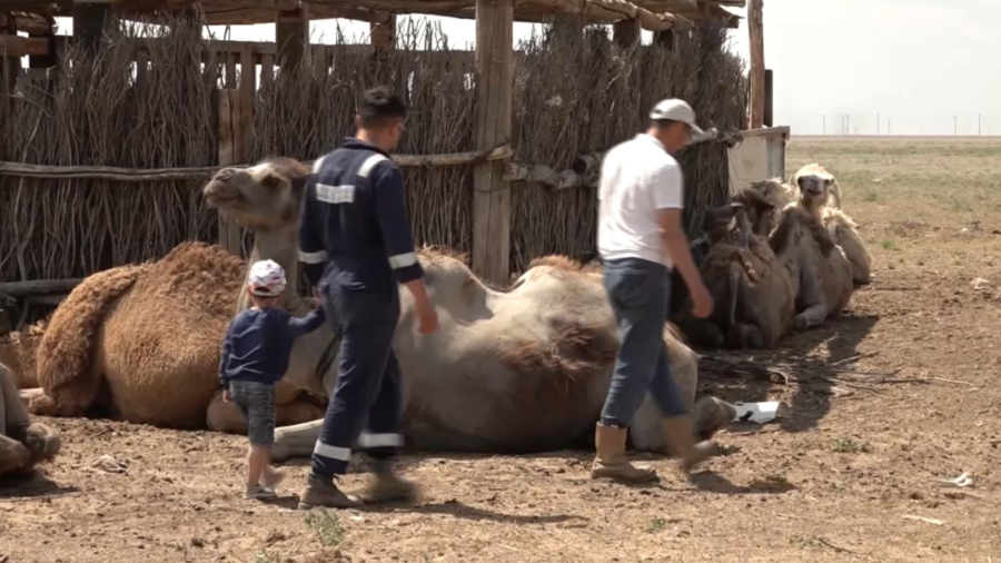 Атырау облысында қарақұрт қаптады: шаруалар шұғыл шара қолдануды сұрайды