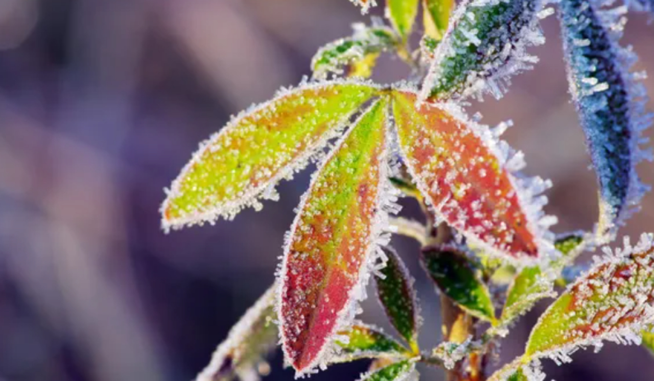 Заморозки ожидаются в Астане