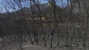 Греция не может справиться с лесными пожарами