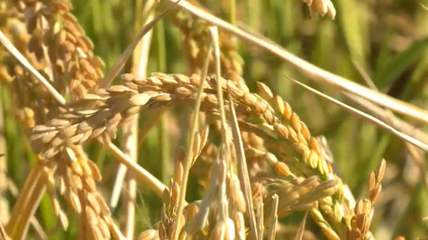 От уплаты НДС освободят бизнес по 40 видам экономической деятельности