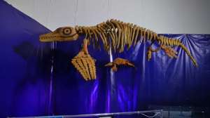 Ақтауда алғаш рет ихтиозавр қаңқасы музейге қойылды